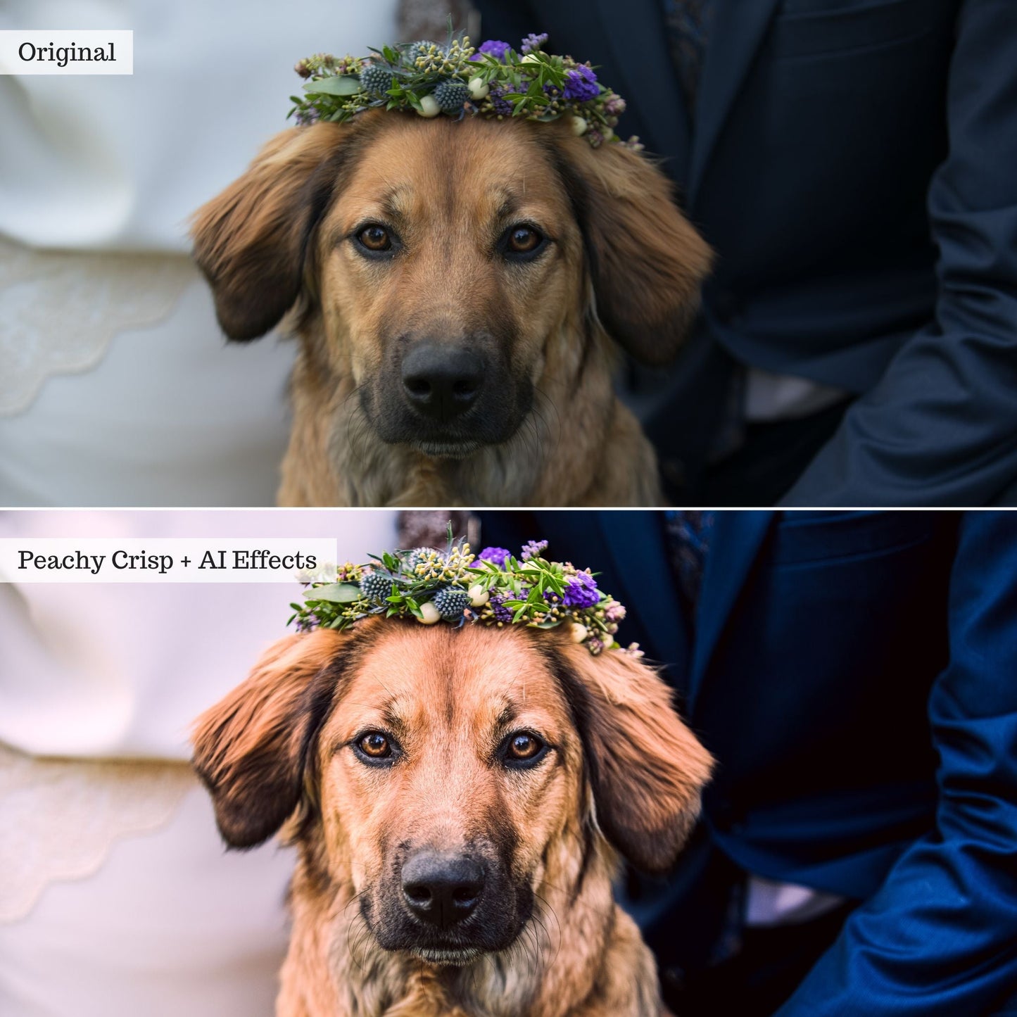 Elements - Landscapes & Wildlife 2.0 Lightroom Presets & AI Powered Tools – Desktop & Mobile