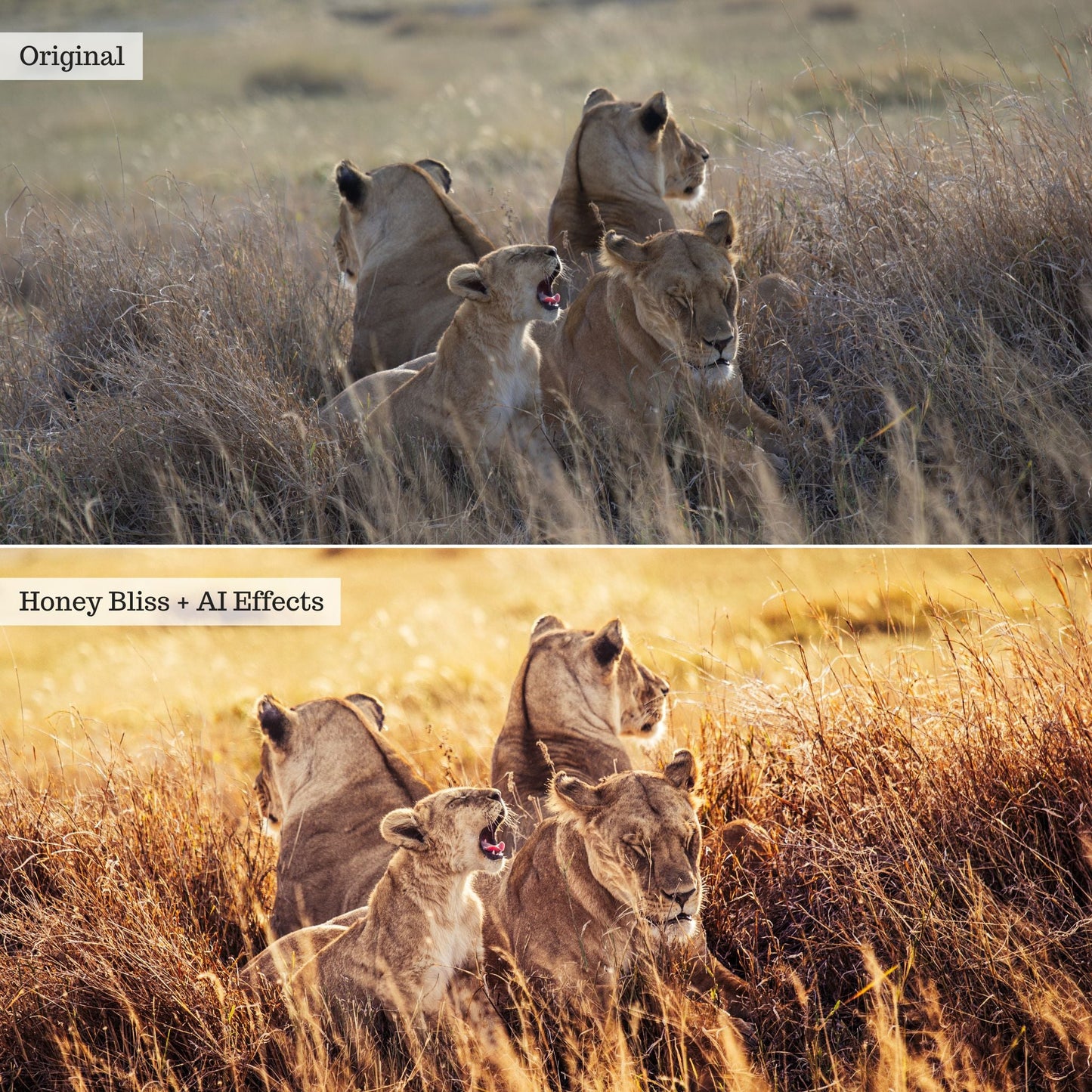 Elements - Landscapes & Wildlife 2.0 Lightroom Presets & AI Powered Tools – Desktop & Mobile